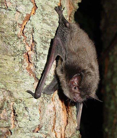 Indiana bat